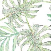 Листья монстеры